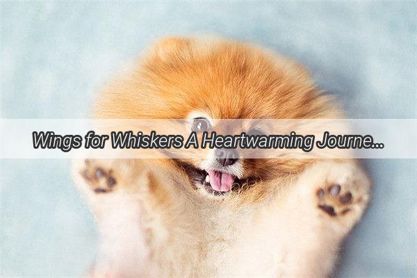 Wings for Whiskers A Heartwarming Journey of a Pets Return Home with a Special Flight